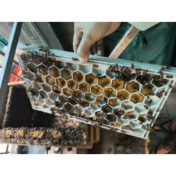 Cầu bo phấn kèm vách ngăn ong nội